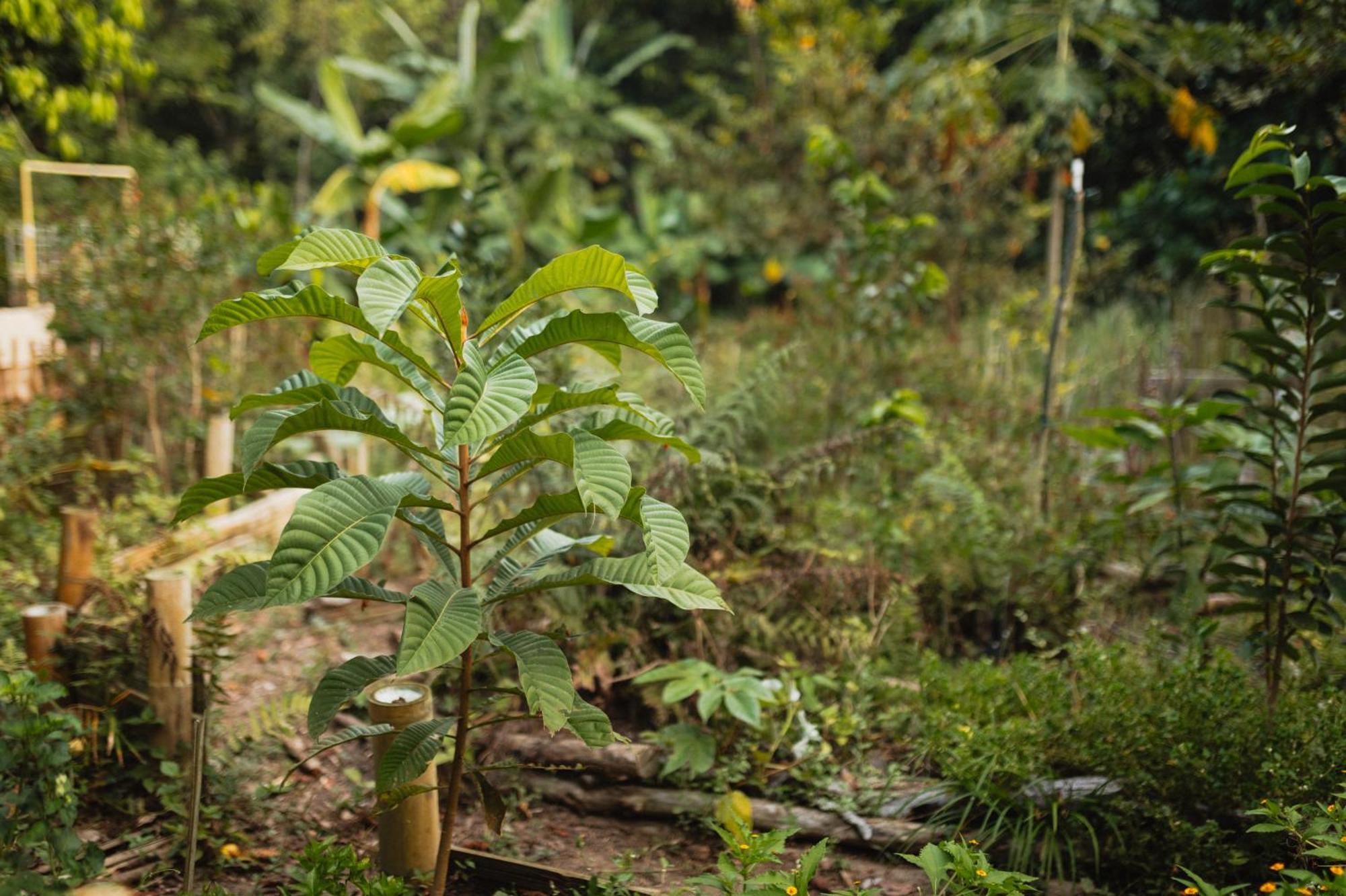 La Ponderosa Reserve Buritaca Ngoại thất bức ảnh